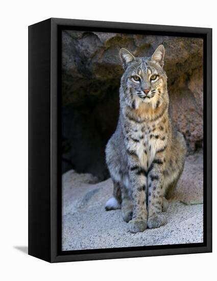 American Bobcat Portrait, Sitting in Front of Cave. Arizona, USA-Philippe Clement-Framed Stretched Canvas