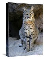 American Bobcat Portrait, Sitting in Front of Cave. Arizona, USA-Philippe Clement-Stretched Canvas