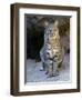 American Bobcat Portrait, Sitting in Front of Cave. Arizona, USA-Philippe Clement-Framed Premium Photographic Print