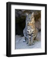 American Bobcat Portrait, Sitting in Front of Cave. Arizona, USA-Philippe Clement-Framed Premium Photographic Print