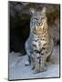 American Bobcat Portrait, Sitting in Front of Cave. Arizona, USA-Philippe Clement-Mounted Premium Photographic Print