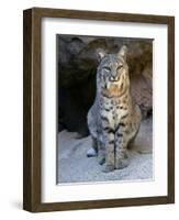 American Bobcat Portrait, Sitting in Front of Cave. Arizona, USA-Philippe Clement-Framed Photographic Print