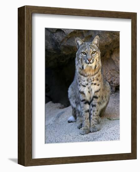 American Bobcat Portrait, Sitting in Front of Cave. Arizona, USA-Philippe Clement-Framed Photographic Print