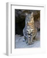 American Bobcat Portrait, Sitting in Front of Cave. Arizona, USA-Philippe Clement-Framed Photographic Print