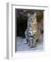 American Bobcat Portrait, Sitting in Front of Cave. Arizona, USA-Philippe Clement-Framed Photographic Print