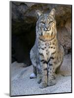 American Bobcat Portrait, Sitting in Front of Cave. Arizona, USA-Philippe Clement-Mounted Photographic Print