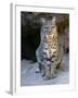 American Bobcat Portrait, Sitting in Front of Cave. Arizona, USA-Philippe Clement-Framed Photographic Print