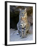 American Bobcat Portrait, Sitting in Front of Cave. Arizona, USA-Philippe Clement-Framed Photographic Print