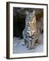 American Bobcat Portrait, Sitting in Front of Cave. Arizona, USA-Philippe Clement-Framed Photographic Print