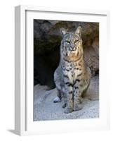 American Bobcat Portrait, Sitting in Front of Cave. Arizona, USA-Philippe Clement-Framed Photographic Print