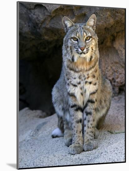 American Bobcat Portrait, Sitting in Front of Cave. Arizona, USA-Philippe Clement-Mounted Photographic Print