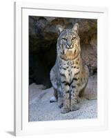 American Bobcat Portrait, Sitting in Front of Cave. Arizona, USA-Philippe Clement-Framed Photographic Print