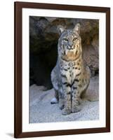 American Bobcat Portrait, Sitting in Front of Cave. Arizona, USA-Philippe Clement-Framed Photographic Print