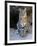 American Bobcat Portrait, Sitting in Front of Cave. Arizona, USA-Philippe Clement-Framed Photographic Print