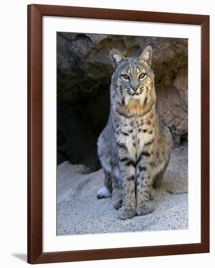 American Bobcat Portrait, Sitting in Front of Cave. Arizona, USA-Philippe Clement-Framed Photographic Print