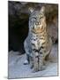 American Bobcat Portrait, Sitting in Front of Cave. Arizona, USA-Philippe Clement-Mounted Photographic Print