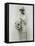 American Bride, c1925-null-Framed Stretched Canvas