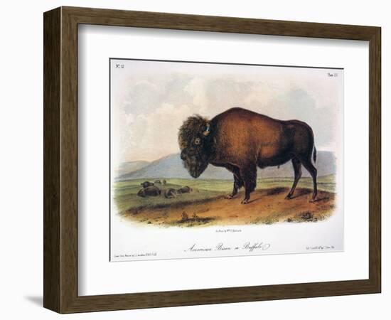 American Buffalo, 1846-null-Framed Giclee Print