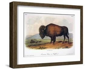 American Buffalo, 1846-null-Framed Giclee Print