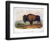 American Buffalo, 1846-null-Framed Giclee Print