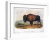 American Buffalo, 1846-null-Framed Giclee Print