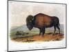American Buffalo, 1846-null-Mounted Giclee Print