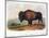 American Buffalo, 1846-null-Mounted Giclee Print