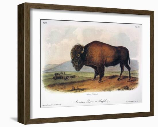 American Buffalo, 1846-null-Framed Giclee Print