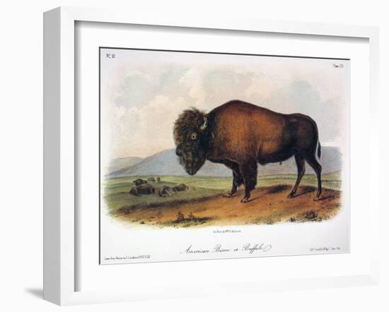 American Buffalo, 1846-null-Framed Giclee Print