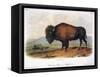 American Buffalo, 1846-null-Framed Stretched Canvas