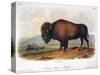 American Buffalo, 1846-null-Stretched Canvas