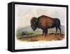 American Buffalo, 1846-null-Framed Stretched Canvas