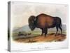 American Buffalo, 1846-null-Stretched Canvas