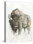 American Buffalo II-Ethan Harper-Stretched Canvas