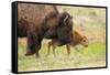 American buffalo walking in grassland with newborn calf, USA-George Sanker-Framed Stretched Canvas