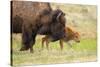 American buffalo walking in grassland with newborn calf, USA-George Sanker-Stretched Canvas
