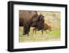 American buffalo walking in grassland with newborn calf, USA-George Sanker-Framed Photographic Print