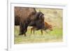 American buffalo walking in grassland with newborn calf, USA-George Sanker-Framed Photographic Print