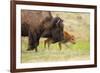 American buffalo walking in grassland with newborn calf, USA-George Sanker-Framed Photographic Print