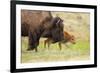 American buffalo walking in grassland with newborn calf, USA-George Sanker-Framed Photographic Print