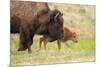 American buffalo walking in grassland with newborn calf, USA-George Sanker-Mounted Photographic Print