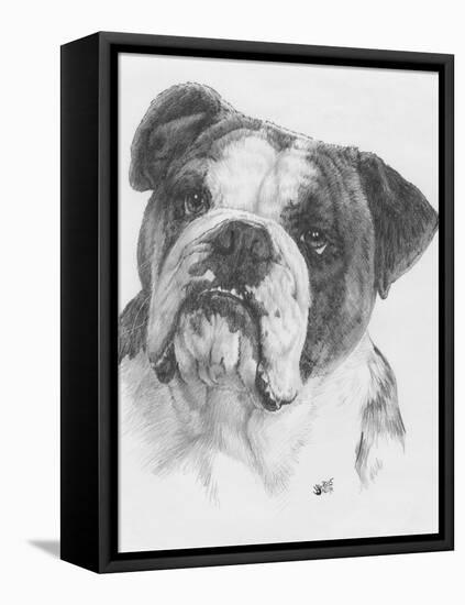 American Bulldog-Barbara Keith-Framed Stretched Canvas