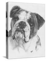 American Bulldog-Barbara Keith-Stretched Canvas