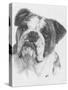 American Bulldog-Barbara Keith-Stretched Canvas