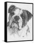 American Bulldog-Barbara Keith-Framed Stretched Canvas