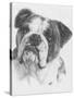 American Bulldog-Barbara Keith-Stretched Canvas