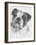 American Bulldog-Barbara Keith-Framed Giclee Print