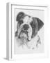 American Bulldog-Barbara Keith-Framed Giclee Print