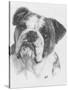 American Bulldog-Barbara Keith-Stretched Canvas