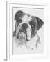 American Bulldog-Barbara Keith-Framed Giclee Print